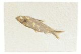 Detailed Fossil Fish (Knightia) - Wyoming #361082-1